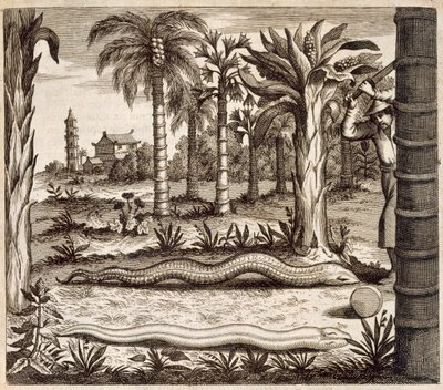 Kamienny wąż z Chin Ilustrowany przez Athanasius Kircher (1601-80) 1667 autorstwa Dutch School