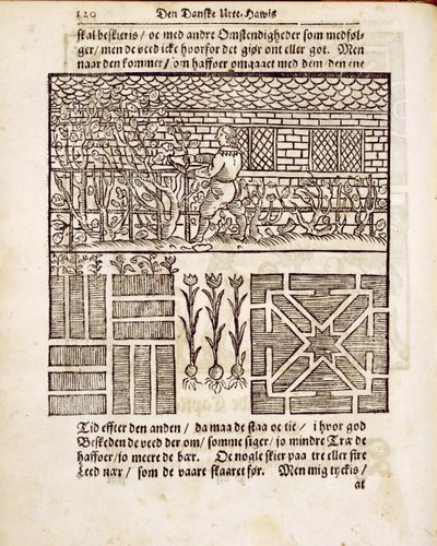 Szkolenie i sadzenie w ogrodzie, z The Dutch Gardener, Johann van der Groen, opublikowane 1699 autorstwa Dutch School