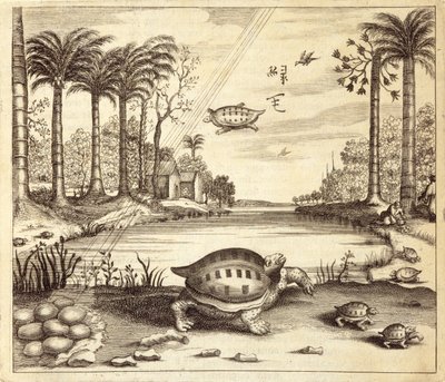 Żółwie jaja wylęgowe z Chin Ilustrowane przez Athanasius Kircher (1601-80) 1667 autorstwa Dutch School