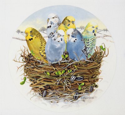 Papużki faliste w gnieździe, 1995 (akryl) autorstwa E.B. Watts