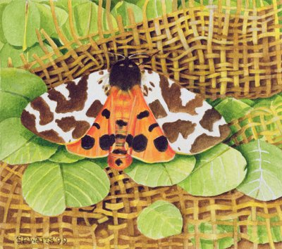 Tiger Moth, 1999 (akryl na papierze) autorstwa E.B. Watts