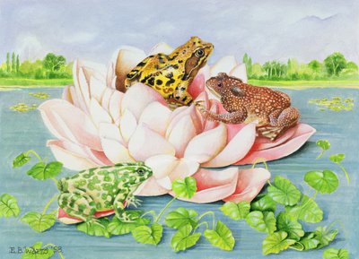 Lilia wodna, 1998 (akryl na papierze) autorstwa E.B. Watts