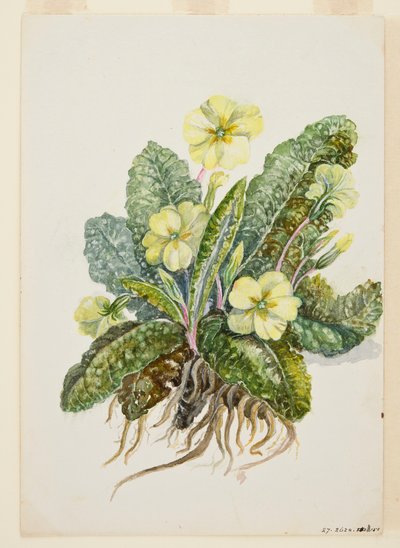 Primula vulgaris Wiesiołek Huds, ok. 1920 r. autorstwa EF Crowley
