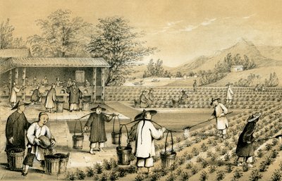 Kultura i przygotowanie herbaty, Chiny, 1847. autorstwa E Gilks