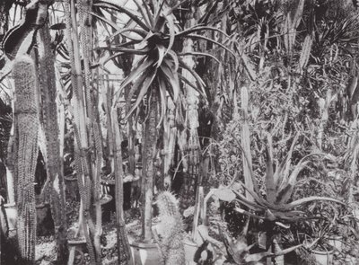 Kew Gardens, ok. 1900 r. (zdjęcie czarno-białe) autorstwa E. J. Wallis