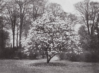 Kew Gardens, ok. 1900 r. (zdjęcie czarno-białe) autorstwa E. J. Wallis