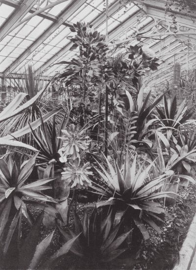 Kew Gardens, ok. 1900 r. (zdjęcie czarno-białe) autorstwa E. J. Wallis