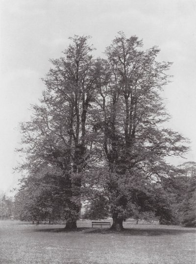 Kew Gardens, ok. 1900 r. (zdjęcie czarno-białe) autorstwa E. J. Wallis