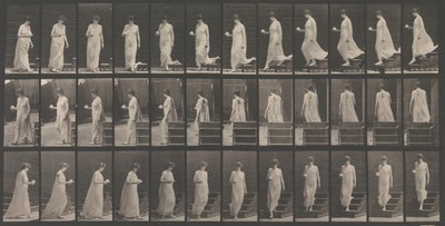 Lokomocja zwierząt. Badanie elektrofotograficzne... ruchów zwierząt. Rozpocznij..., lata 80. XIX wieku. autorstwa Eadweard Muybridge