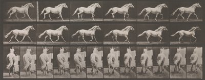 Lokomocja zwierząt. Elektrofotograficzne badanie kolejnych faz zwierząt..., lata 80. XIX wieku. autorstwa Eadweard Muybridge