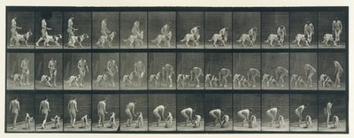 Lokomocja zwierząt. Elektrofotograficzne badanie kolejnych faz zwierząt..., lata 80. XIX wieku. autorstwa Eadweard Muybridge