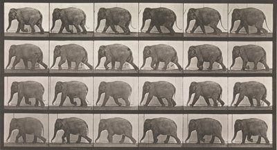 Lokomocja zwierząt. Elektrofotograficzne badanie kolejnych faz zwierząt..., lata 80. XIX wieku. autorstwa Eadweard Muybridge