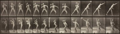 Lokomocja zwierząt, tablica 319, 1887. autorstwa Eadweard Muybridge