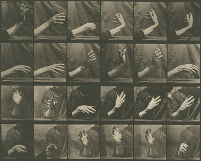 Lokomocja zwierząt, tablica 535, 1887. autorstwa Eadweard Muybridge