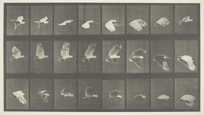 Lokomocja zwierząt, Tablica 758, 1887. autorstwa Eadweard Muybridge