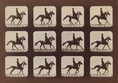 Postawy zwierząt w ruchu, 1879, wydrukowane 1881. autorstwa Eadweard Muybridge