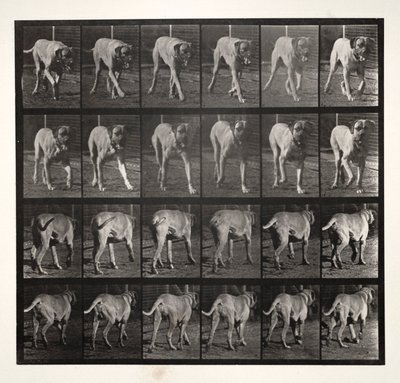 Straszny kłus, 1887. autorstwa Eadweard Muybridge