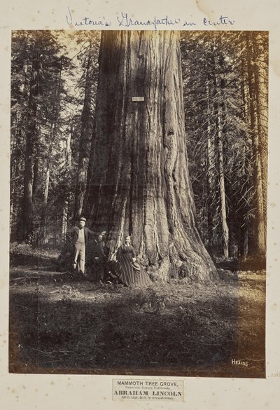 Mammoth Tree Grove, hrabstwo Calaveras, Kalifornia. Abraham Lincoln. 320 stóp wysokości, 54 stopy obwodu autorstwa Eadweard J. Muybridge