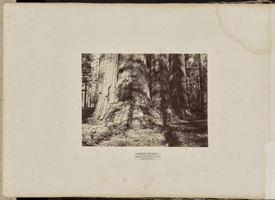 Mammoth Tree Grove, hrabstwo Calaveras, Kalifornia. Grupa czarownic z Salem. Średnia wysokość 300 stóp, obwód 65 stóp autorstwa Eadweard J. Muybridge