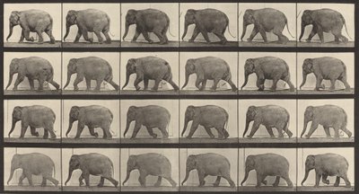 Numer rejestracyjny 733. Spacer na słoniach, 1887. autorstwa Eadweard Muybridge