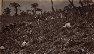 Założenie plantacji kawy w Antigua de Guatemala, 1875, publikacja 1877. autorstwa Eadweard Muybridge