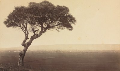 Bez tytułu (Krajobraz w pobliżu Watsonville, Kalifornia) autorstwa Eadweard J. Muybridge