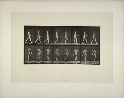 Poruszanie się zwierząt: samce miednicy, 1887 r. autorstwa Eadweard Muybridge
