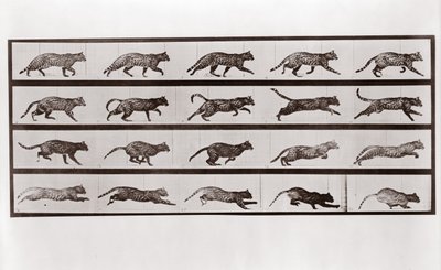 Kot kłus i galop, tabliczka 717 z Animal Locomotion, 1887 autorstwa Eadweard Muybridge