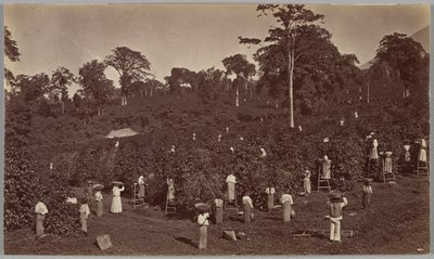 Zbiory kawy, Las Nubes, Gwatemala autorstwa Eadweard Muybridge