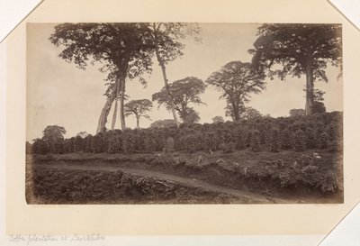 Plantacja kawy w Las Nubes, Gwatemala autorstwa Eadweard Muybridge