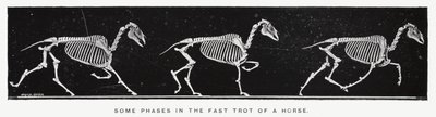 Eadweard Muybridge: Niektóre fazy szybkiego kłusa konia (zdjęcie czarno-białe) autorstwa Eadweard Muybridge