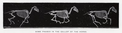 Eadweard Muybridge: Niektóre fazy galopu konia autorstwa Eadweard Muybridge