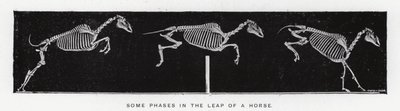 Eadweard Muybridge: Niektóre fazy skoku konia (zdjęcie czarno-białe) autorstwa Eadweard Muybridge