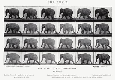 Eadweard Muybridge: The Amble (zdjęcie czarno-białe) autorstwa Eadweard Muybridge