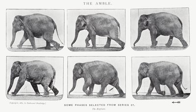Eadweard Muybridge: The Amble autorstwa Eadweard Muybridge