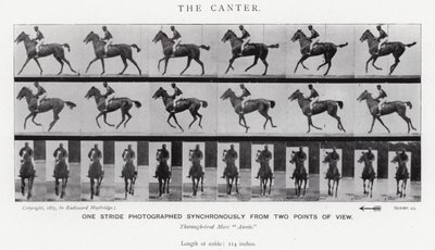 Eadweard Muybridge: Canter (zdjęcie czarno-białe) autorstwa Eadweard Muybridge