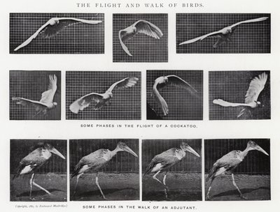 Eadweard Muybridge: Lot i spacer ptaków (zdjęcie czarno-białe) autorstwa Eadweard Muybridge