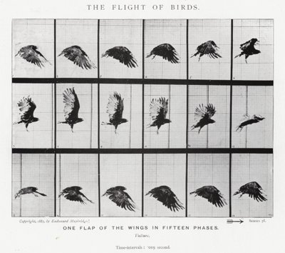 Eadweard Muybridge: Lot ptaków (zdjęcie czarno-białe) autorstwa Eadweard Muybridge