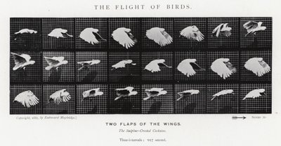 Eadweard Muybridge: Lot ptaków (zdjęcie czarno-białe) autorstwa Eadweard Muybridge