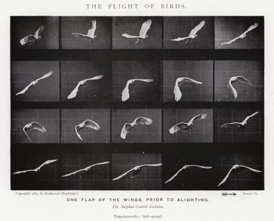 Eadweard Muybridge: Lot ptaków (zdjęcie czarno-białe) autorstwa Eadweard Muybridge