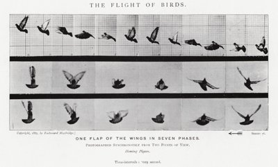 Eadweard Muybridge: Lot ptaków (zdjęcie czarno-białe) autorstwa Eadweard Muybridge
