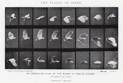 Eadweard Muybridge: Lot ptaków (zdjęcie czarno-białe) autorstwa Eadweard Muybridge