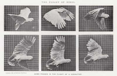 Eadweard Muybridge: Lot ptaków (zdjęcie czarno-białe) autorstwa Eadweard Muybridge