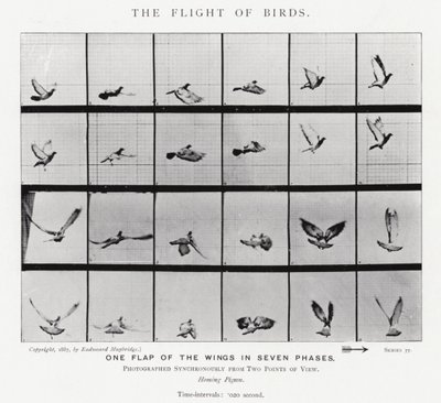 Eadweard Muybridge: Lot ptaków (zdjęcie czarno-białe) autorstwa Eadweard Muybridge