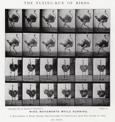 Eadweard Muybridge: Latający bieg ptaków (zdjęcie czarno-białe) autorstwa Eadweard Muybridge