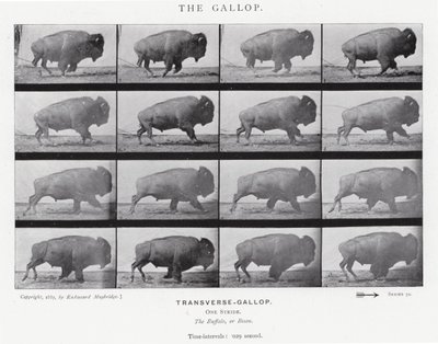 Eadweard Muybridge: Galop (zdjęcie czarno-białe) autorstwa Eadweard Muybridge