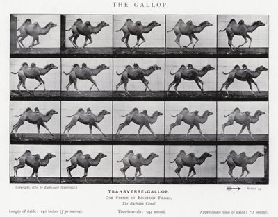 Eadweard Muybridge: Galop (zdjęcie czarno-białe) autorstwa Eadweard Muybridge