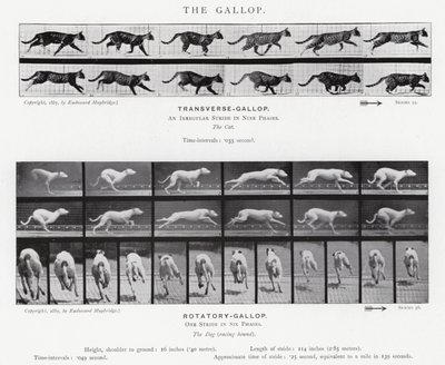 Eadweard Muybridge: Galop (zdjęcie czarno-białe) autorstwa Eadweard Muybridge