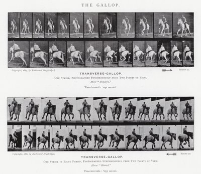 Eadweard Muybridge: Galop (zdjęcie czarno-białe) autorstwa Eadweard Muybridge