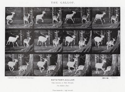 Eadweard Muybridge: Galop (zdjęcie czarno-białe) autorstwa Eadweard Muybridge